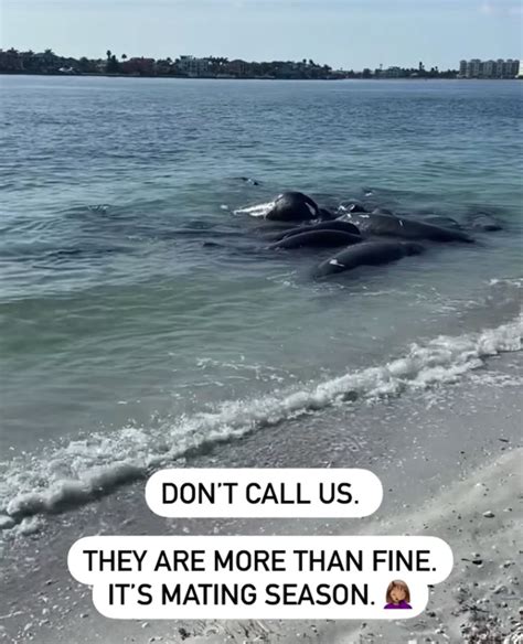 Manatee dispatched calls. Things To Know About Manatee dispatched calls. 
